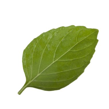 beyaz arka plan üzerinde izole aromatik fesleğen yaprağı, yakın çekim 