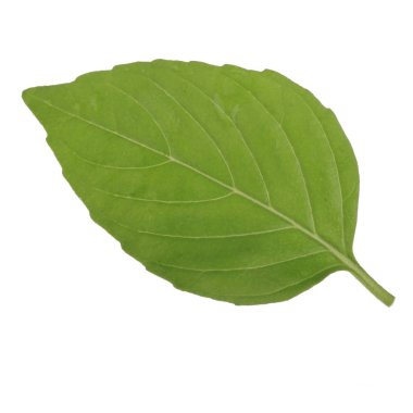 beyaz arka plan üzerinde izole aromatik fesleğen yaprağı, yakın çekim 