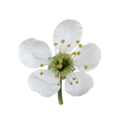beyaz kiraz çiçeği beyaz arka plan üzerinde izole 