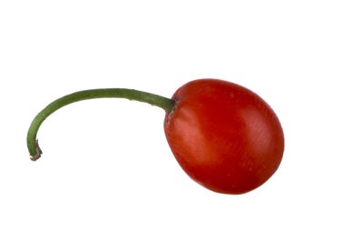 convallaria majalis yakın 