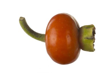 beyaz arka plan üzerinde izole köpek böğürtlen, yakın çekim