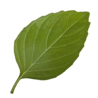 Arka planda, taze fesleğen yakın çekim