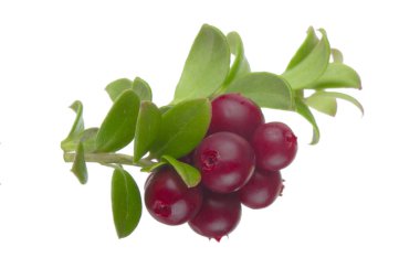 beyaz arka plan üzerinde izole olgun cowberries, yakın çekim  