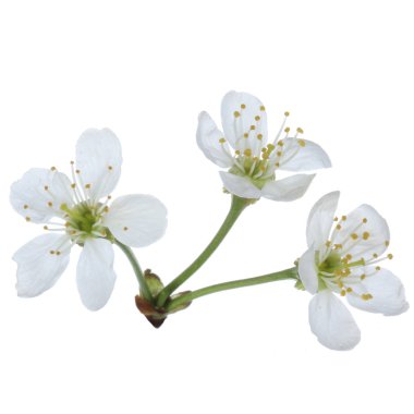 arka planda taze kiraz, yakın