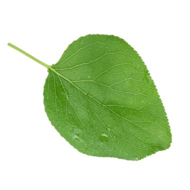 beyaz arka plan üzerinde izole yeşil kayısı yaprağı, yakın çekim   