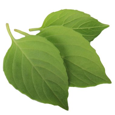 aromatik fesleğen beyaz arka plan üzerinde izole yaprakları, yakın çekim  