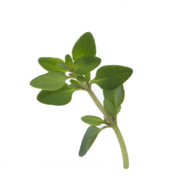 arka planda aromatik bitki, yakın