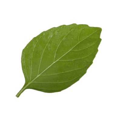 beyaz arka plan üzerinde izole aromatik fesleğen yaprağı, yakın çekim 