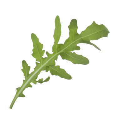 arka planda aromatik bitki, yakın