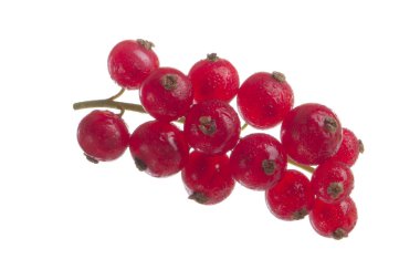 kuş üzümü berry yakın