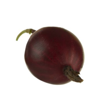 yabani çilek yakın çekim 