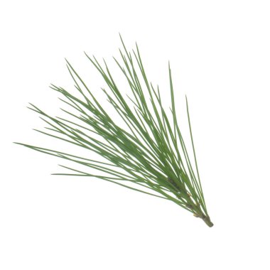 beyaz arka plan üzerinde izole sedir dalı, yakın çekim 