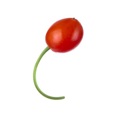 convallaria majalis yakın 