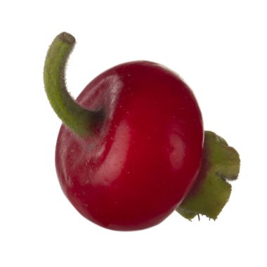 beyaz arka plan üzerinde izole köpek böğürtlen, yakın çekim