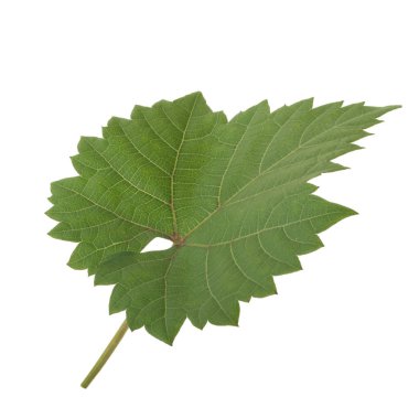 Arka planda yeşil yaprak, yakın