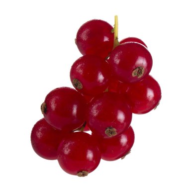 kuş üzümü berry yakın