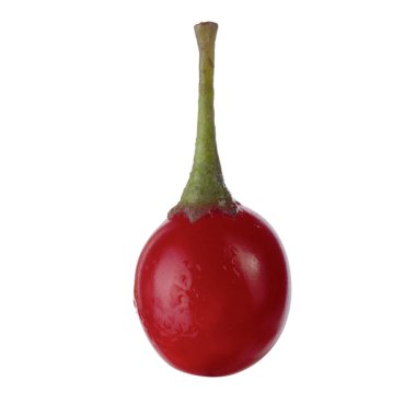 olgun dulcamara yakın