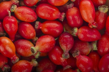 kırmızı köpek böğürtlen yığını, closwe görünümü 