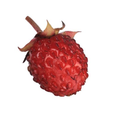 yabani çilek yakın çekim 