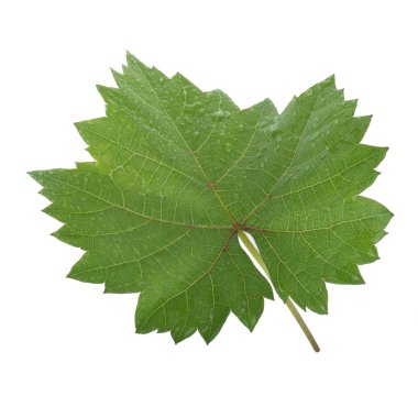 Olgun üzüm yakın çekim 