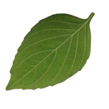 beyaz arka plan üzerinde izole aromatik fesleğen yaprağı, yakın çekim 