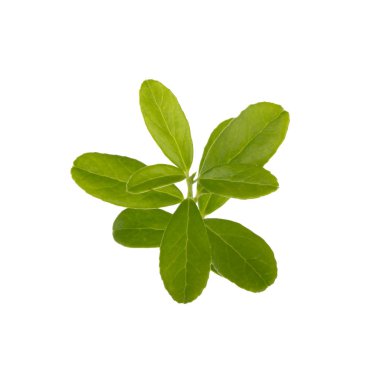 Arka planda yeşil yaprak, yakın