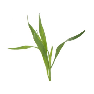 arka planda aromatik bitki, yakın