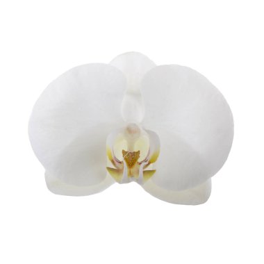 güzel beyaz orkide çiçek, yakın görünümü  