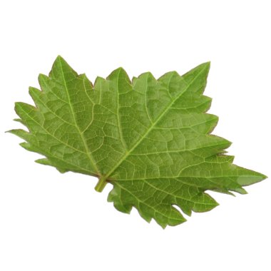 Arka planda yeşil yaprak, yakın