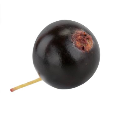 kuş üzümü berry yakın