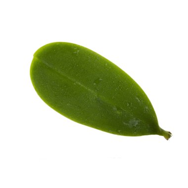 Arka planda yeşil yaprak, yakın