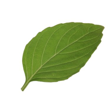 beyaz arka plan üzerinde izole aromatik fesleğen yaprağı, yakın çekim 