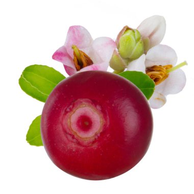 olgun bearberry yakın 