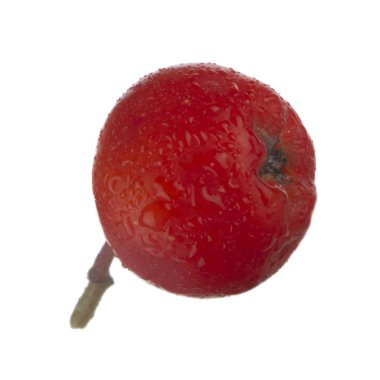 olgun ashberry yakın 