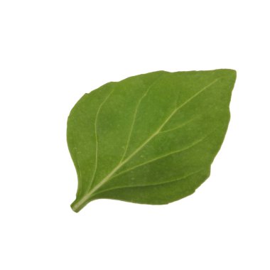 beyaz arka plan üzerinde izole aromatik fesleğen yaprağı, yakın çekim 