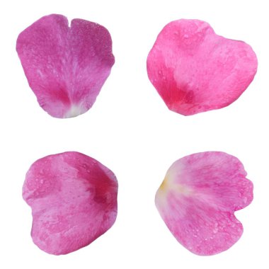  arka planda taze gül, yakın