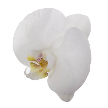 güzel beyaz orkide çiçek, yakın görünümü  
