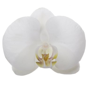güzel beyaz orkide çiçek, yakın görünümü  