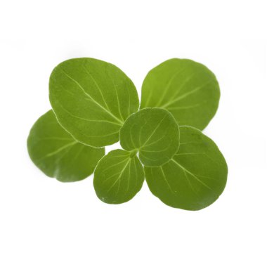 arka planda aromatik bitki, yakın