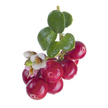 beyaz arka plan üzerinde izole olgun cowberries, yakın çekim  