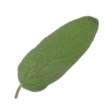 arka planda aromatik bitki, yakın