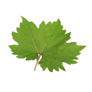 Arka planda yeşil yaprak, yakın