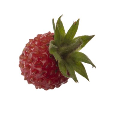 yabani çilek yakın çekim 