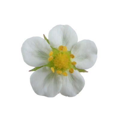 yabani çilek yakın çekim 