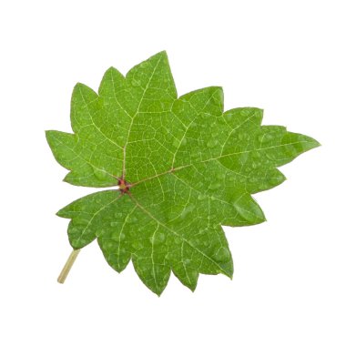 Olgun üzüm yakın çekim 