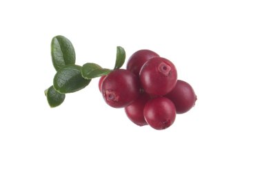 beyaz arka plan üzerinde izole olgun cowberries, yakın çekim  