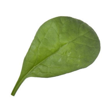 arka planda aromatik bitki, yakın