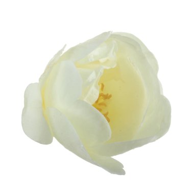 beyaz arka plan üzerinde izole güzel aromatik gül, yakın çekim 