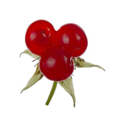 olgun bramble yakın