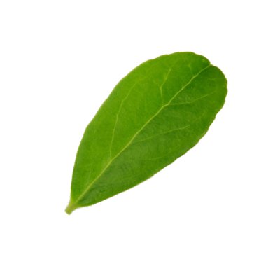 Arka planda yeşil yaprak, yakın